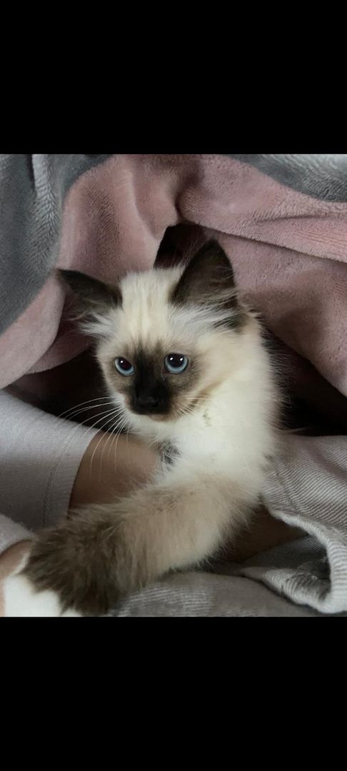 Heilige birma kitten màdchen