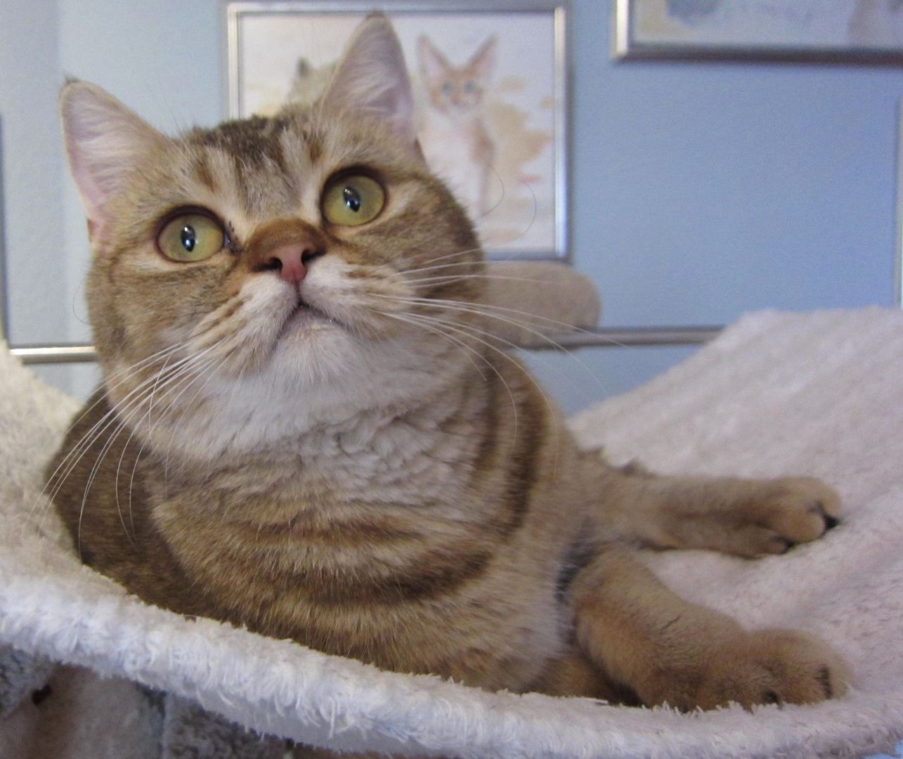 BKH Britisch Kurzhaar, weiblich, lieb und verschmust, sucht Kuschelplatz