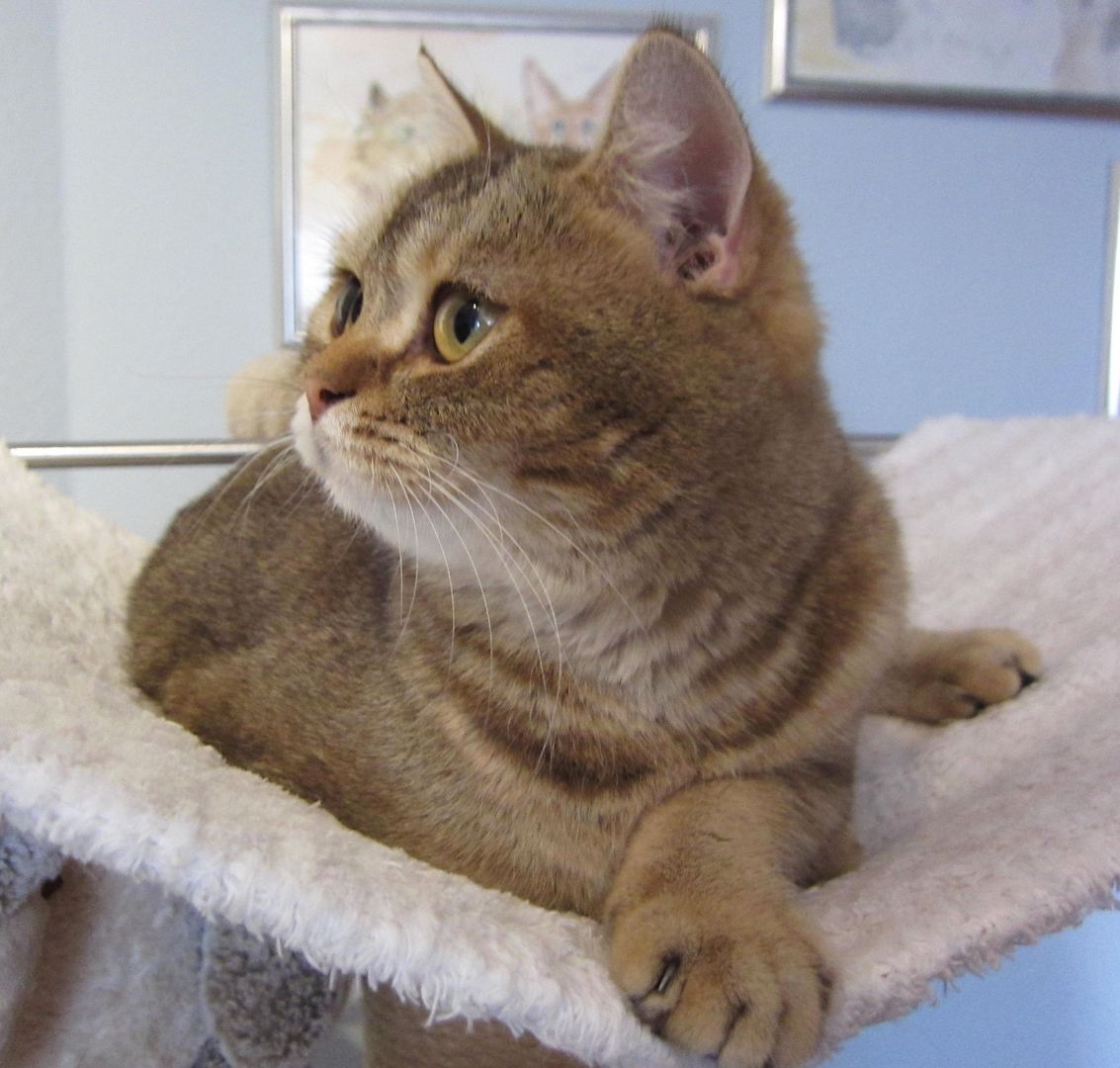 BKH Britisch Kurzhaar, weiblich, lieb und verschmust, sucht Kuschelplatz