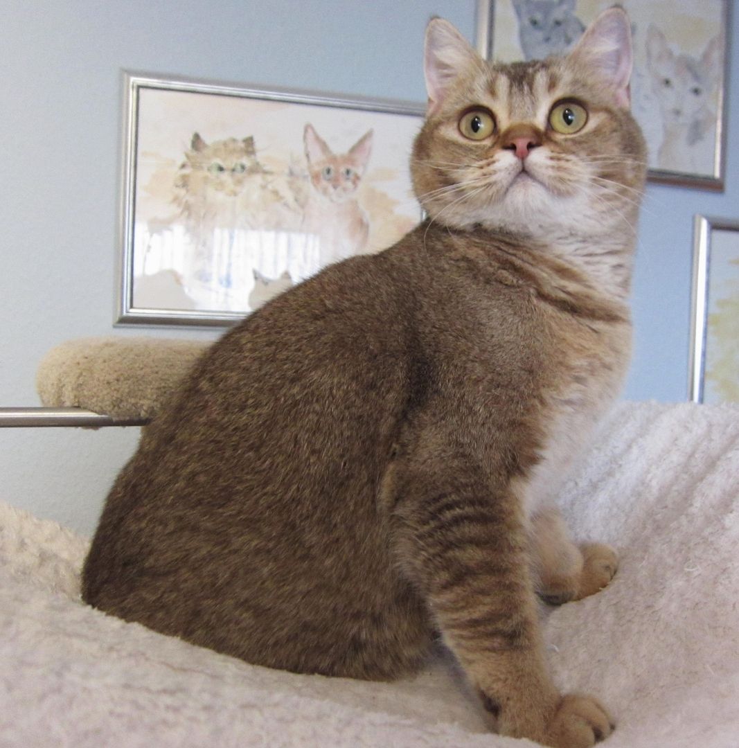 BKH Britisch Kurzhaar, weiblich, lieb und verschmust, sucht Kuschelplatz