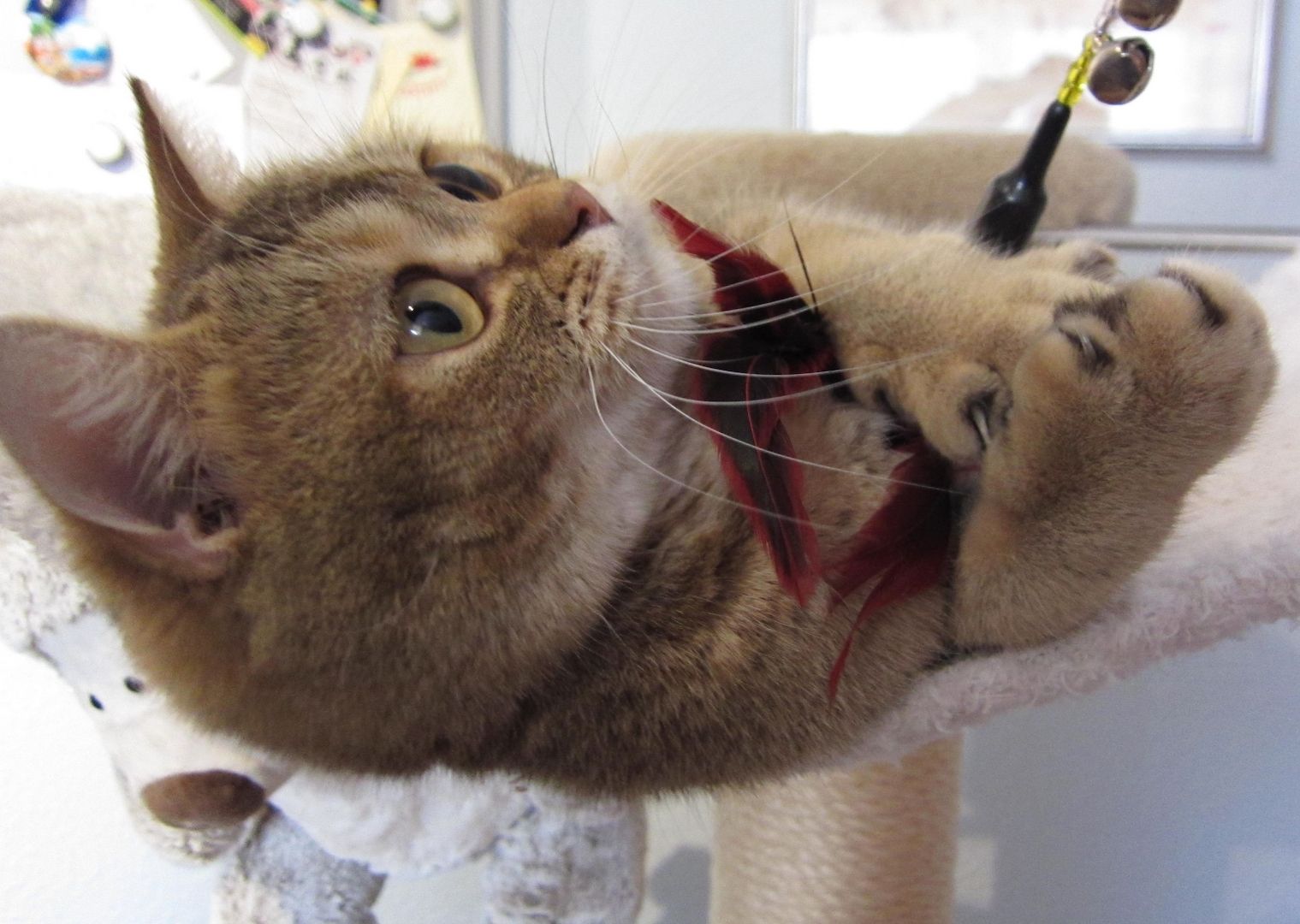 BKH Britisch Kurzhaar, weiblich, lieb und verschmust, sucht Kuschelplatz