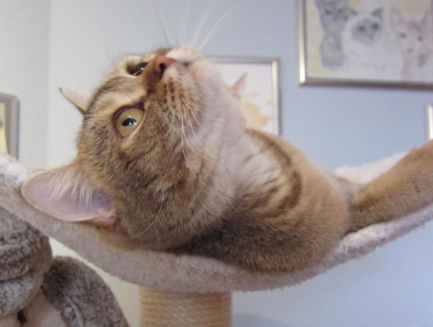 BKH Britisch Kurzhaar, weiblich, lieb und verschmust, sucht Kuschelplatz