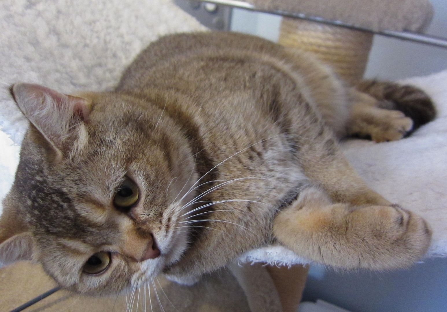 BKH Britisch Kurzhaar, weiblich, lieb und verschmust, sucht Kuschelplatz