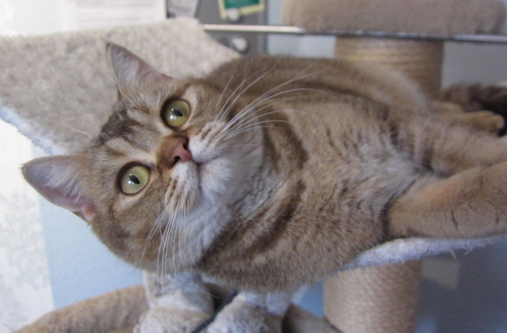 BKH Britisch Kurzhaar, weiblich, lieb und verschmust, sucht Kuschelplatz