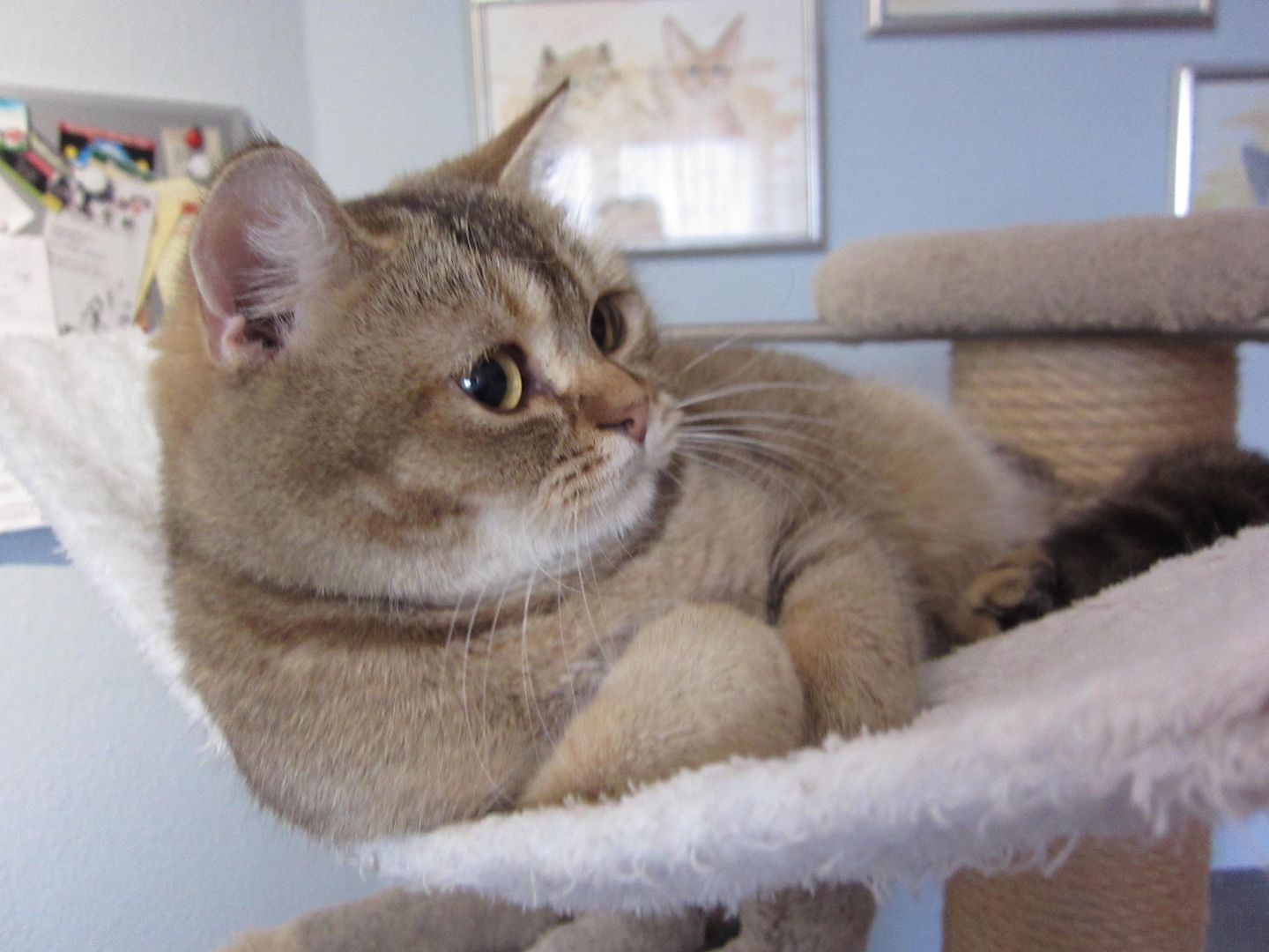 BKH Britisch Kurzhaar, weiblich, lieb und verschmust, sucht Kuschelplatz