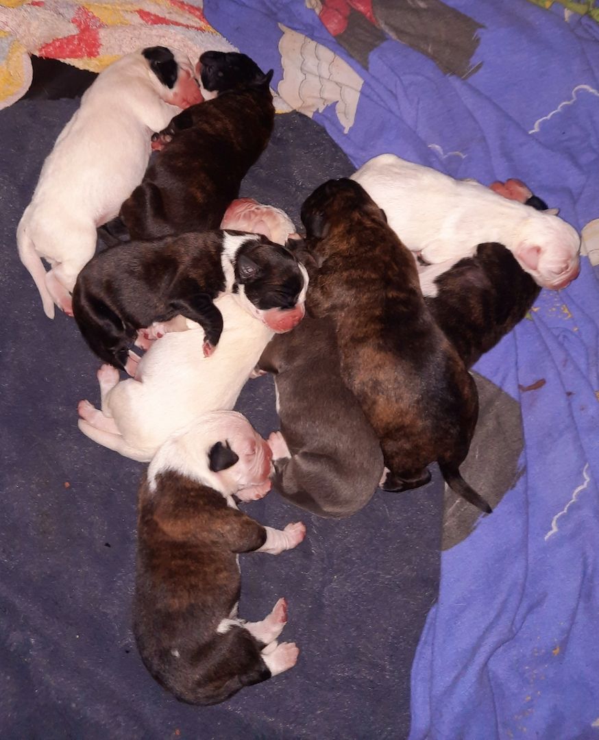 Boxer Mischlings Welpen Boxer Mischlings Welpen