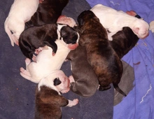 Boxer Mischlings Welpen