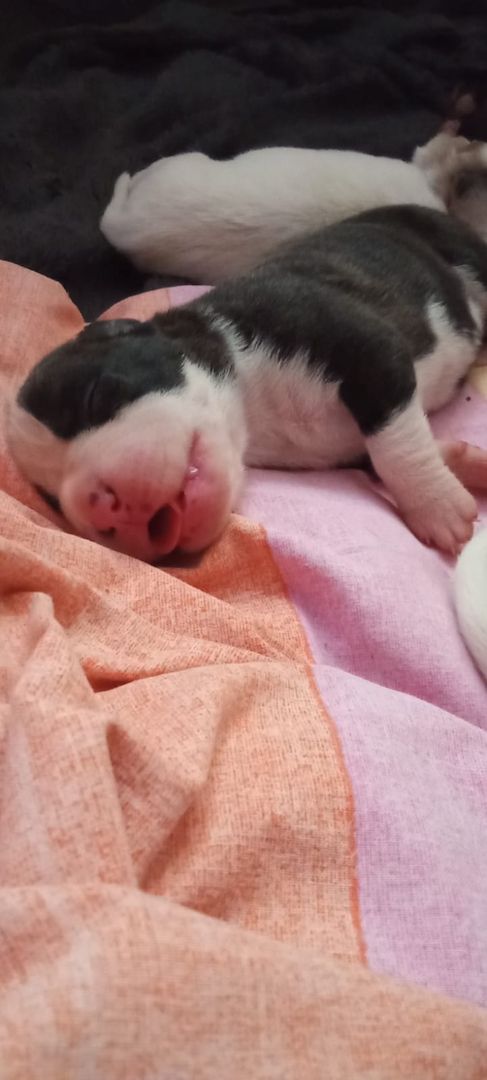 Boxer Mischlings Welpen Boxer Mischlings Welpen