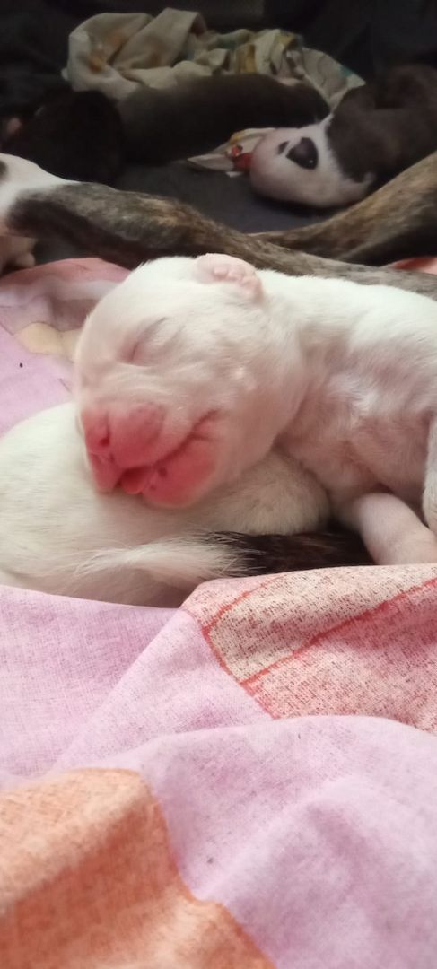 Boxer Mischlings Welpen Boxer Mischlings Welpen