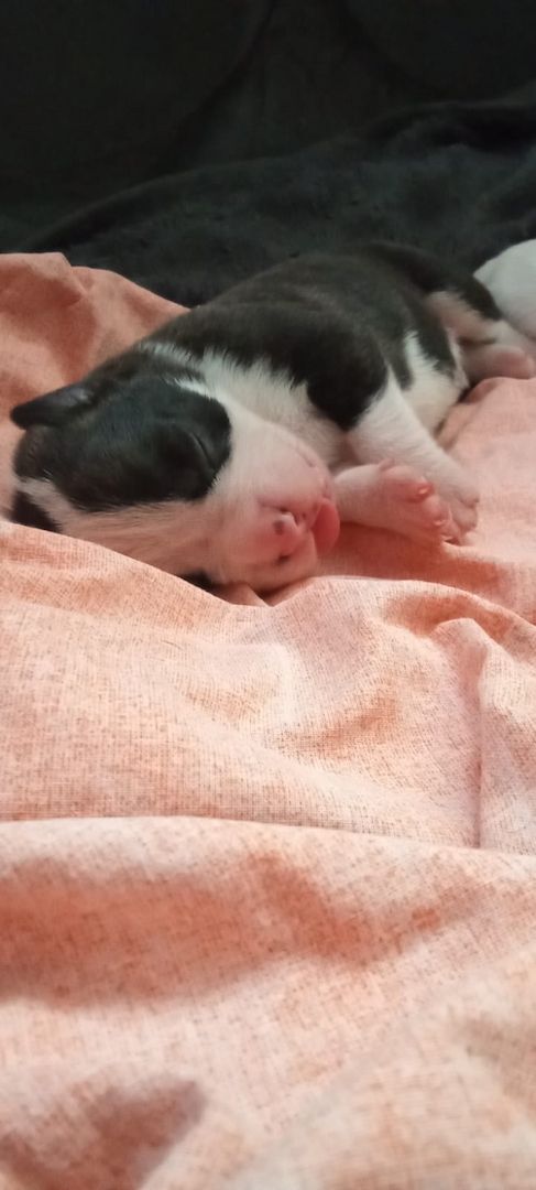 Boxer Mischlings Welpen Boxer Mischlings Welpen