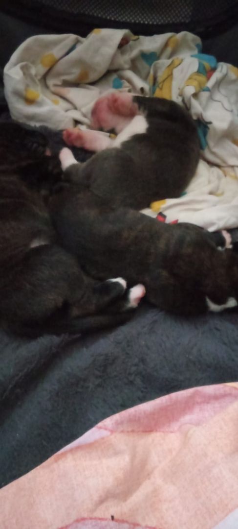 Boxer Mischlings Welpen Boxer Mischlings Welpen