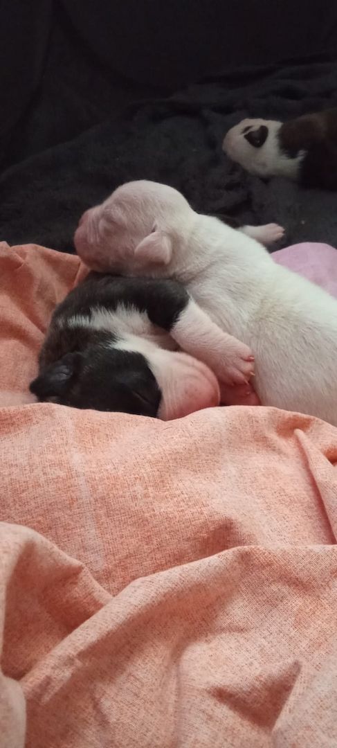 Boxer Mischlings Welpen Boxer Mischlings Welpen