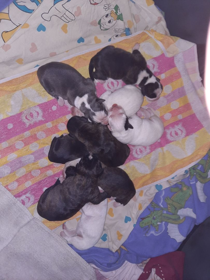 Boxer Mischlings Welpen Boxer Mischlings Welpen