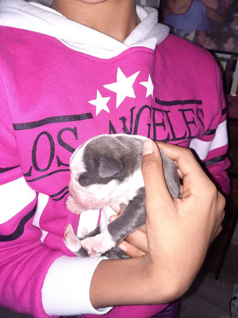 Boxer Mischlings Welpen Boxer Mischlings Welpen