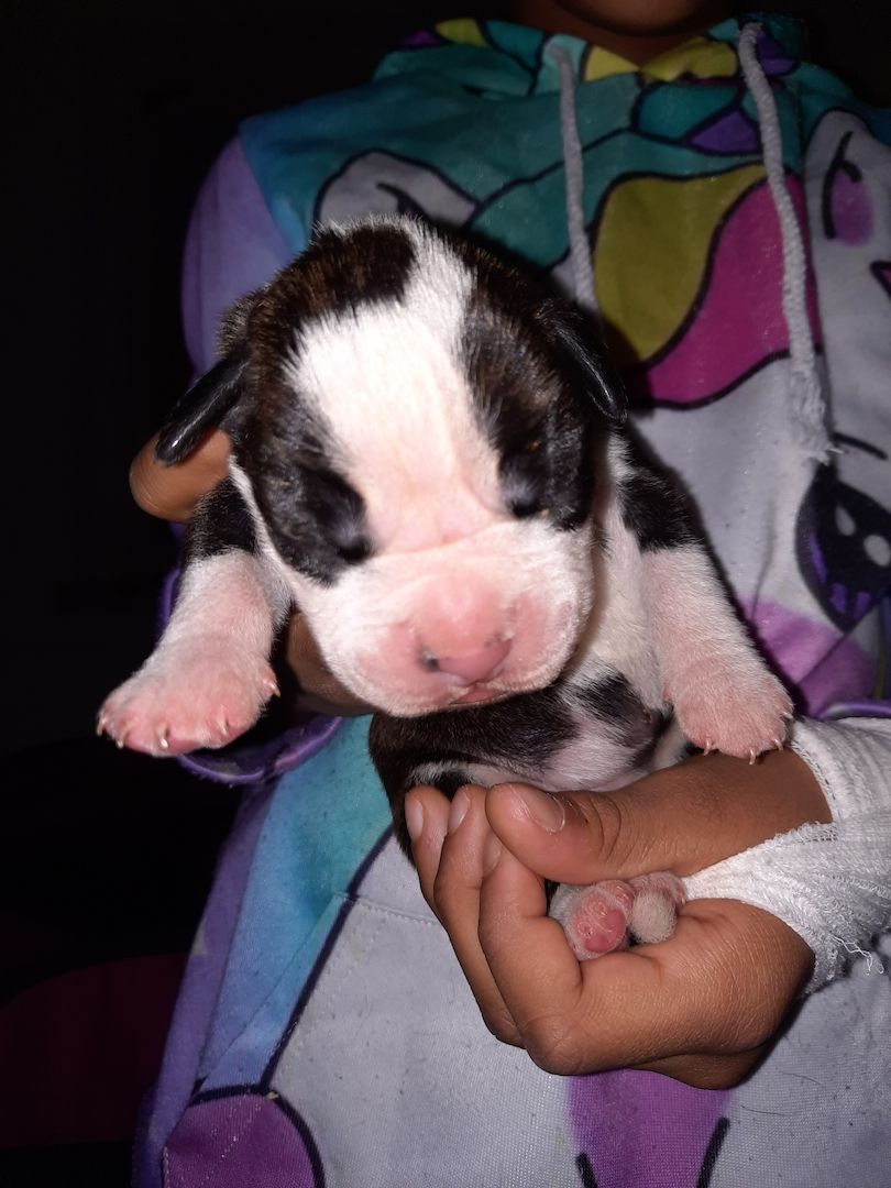 Boxer Mischlings Welpen Boxer Mischlings Welpen