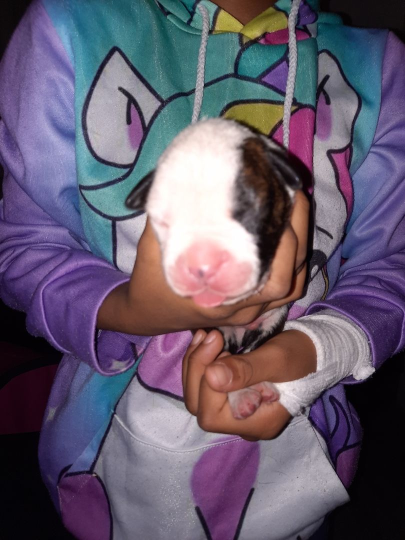 Boxer Mischlings Welpen Boxer Mischlings Welpen