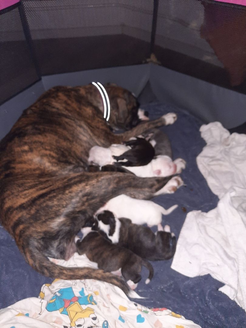Boxer Mischlings Welpen Boxer Mischlings Welpen