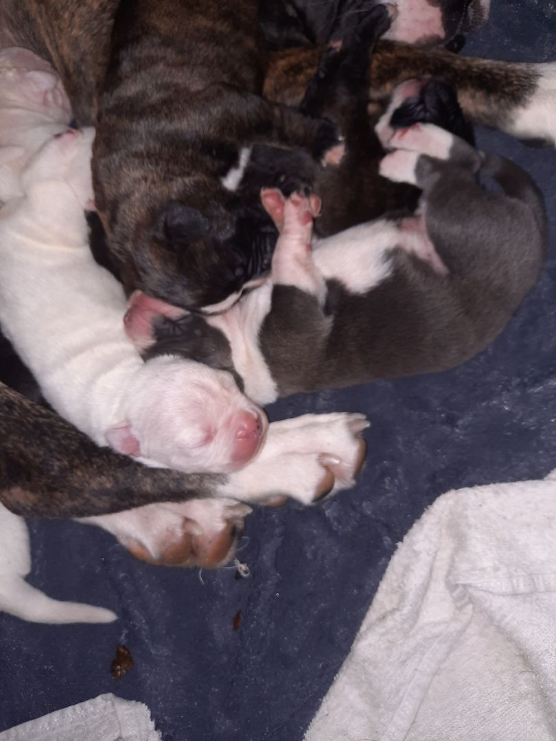 Boxer Mischlings Welpen Boxer Mischlings Welpen