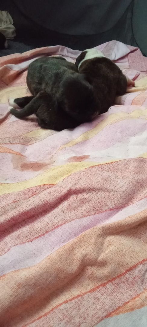 Boxer Mischlings Welpen Boxer Mischlings Welpen