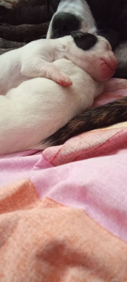 Boxer Mischlings Welpen Boxer Mischlings Welpen