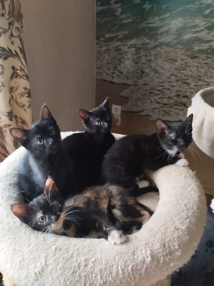 4 Kätzchen abzugeben