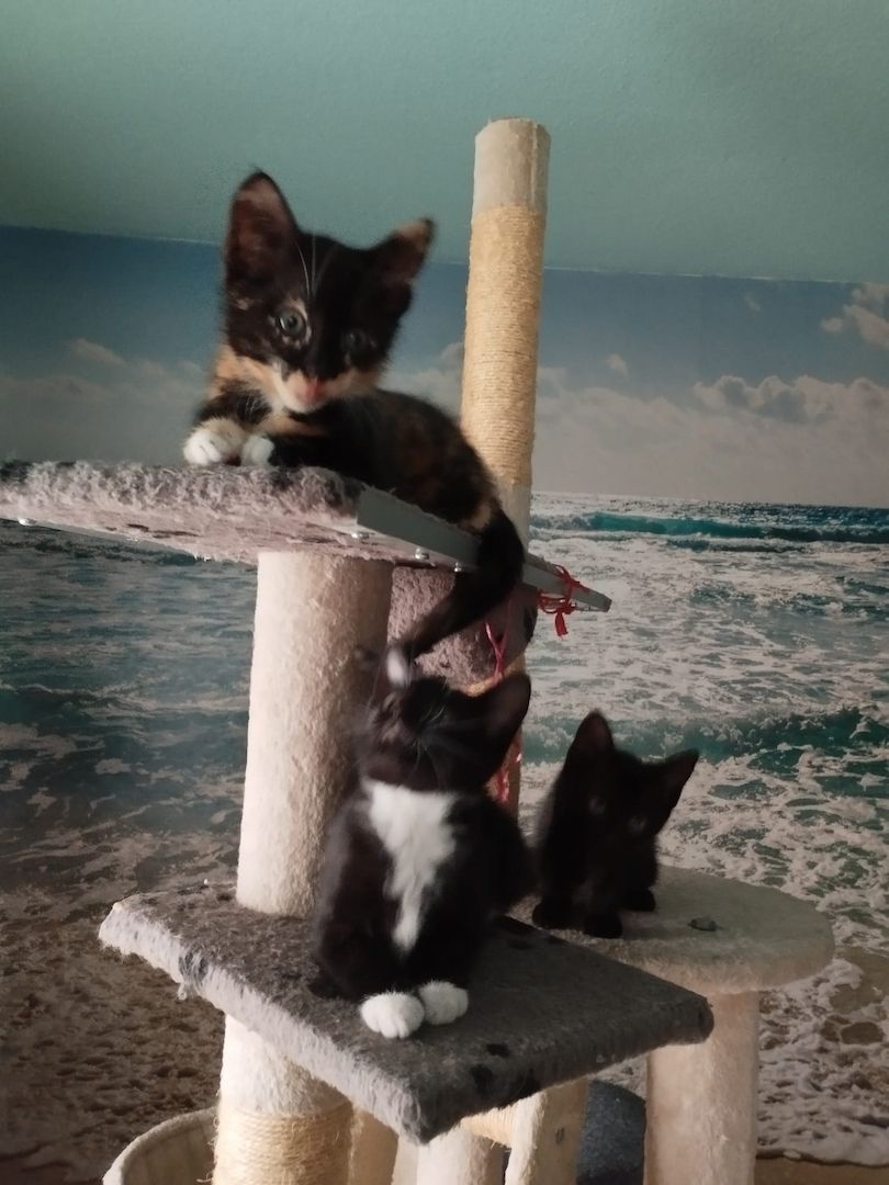 4 Kätzchen abzugeben