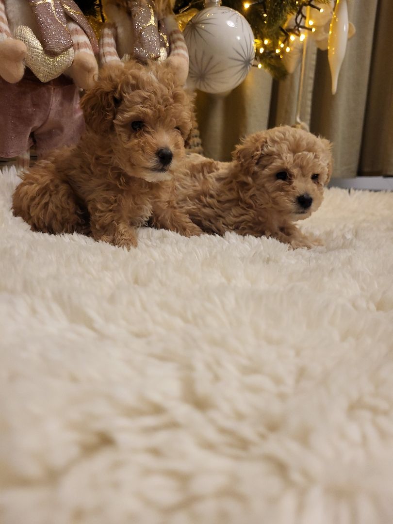 Maltipoo