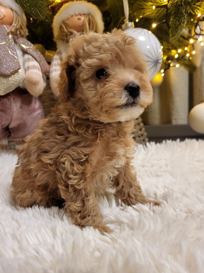 Maltipoo
