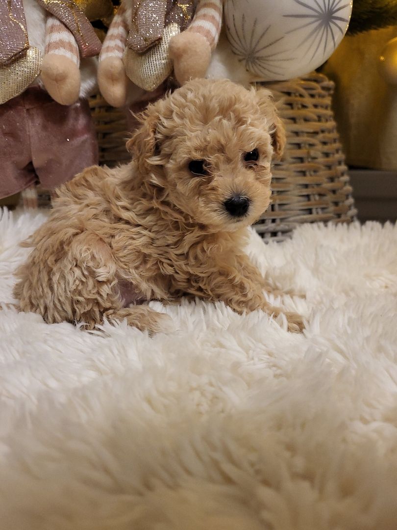 Maltipoo