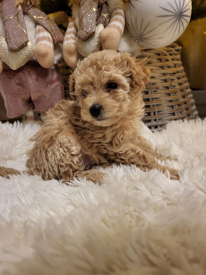 Maltipoo