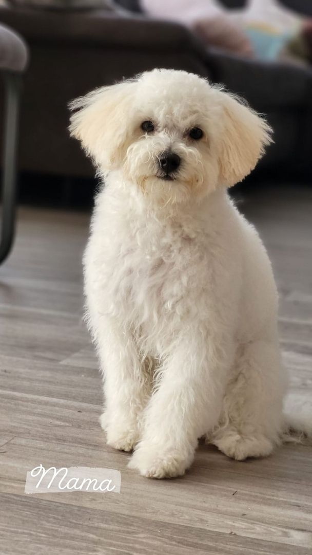 Maltipoo