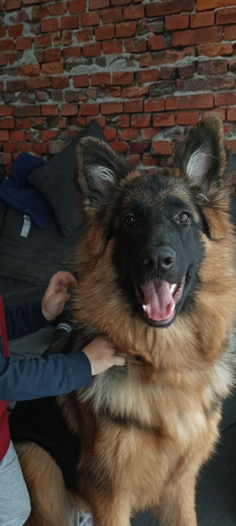 Deutsche Schäferhündin