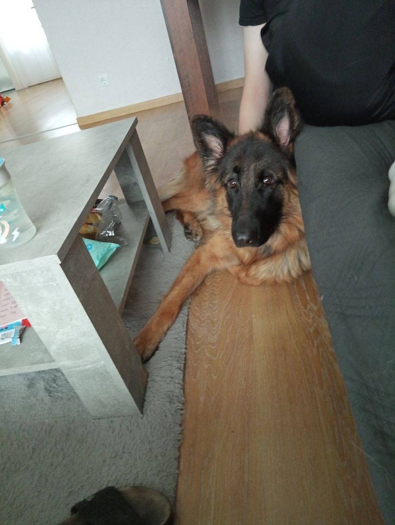 Deutsche Schäferhündin