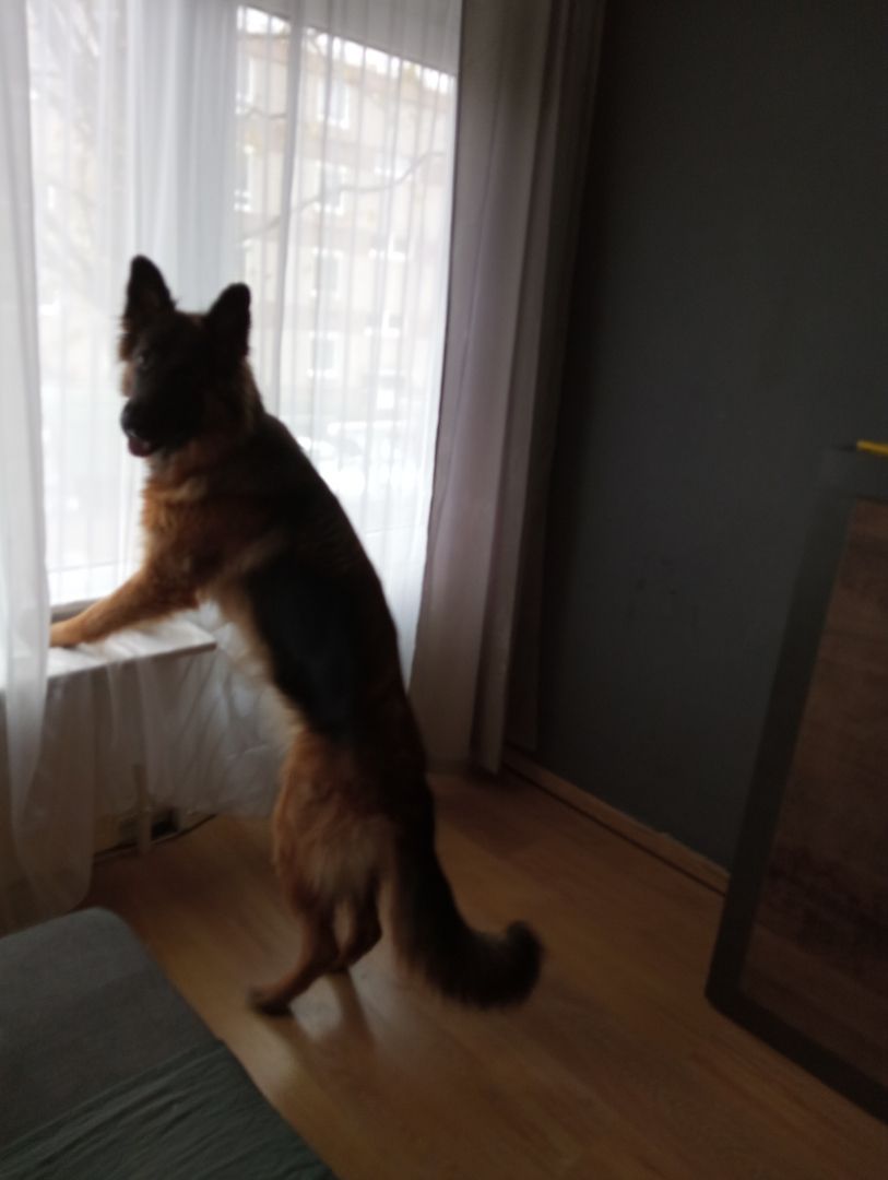 Deutsche Schäferhündin