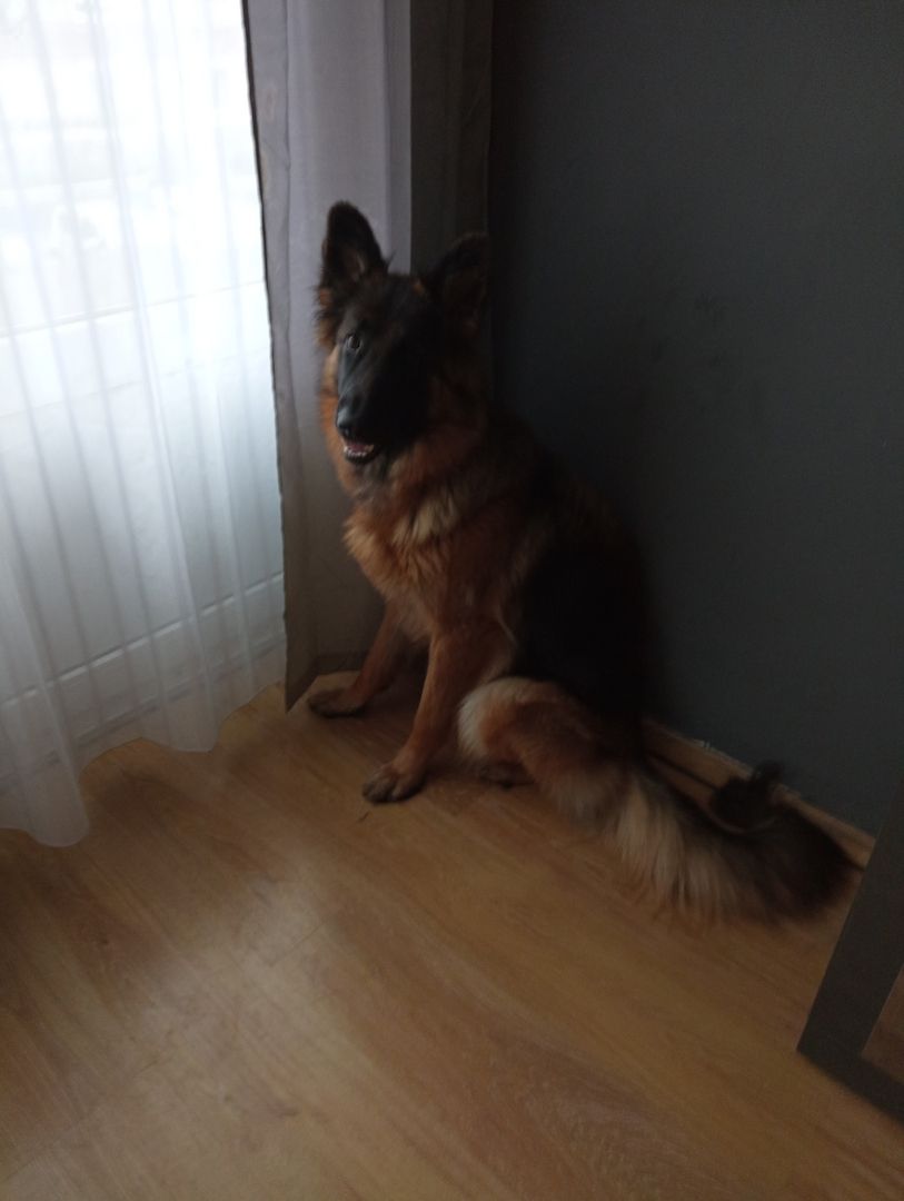 Deutsche Schäferhündin