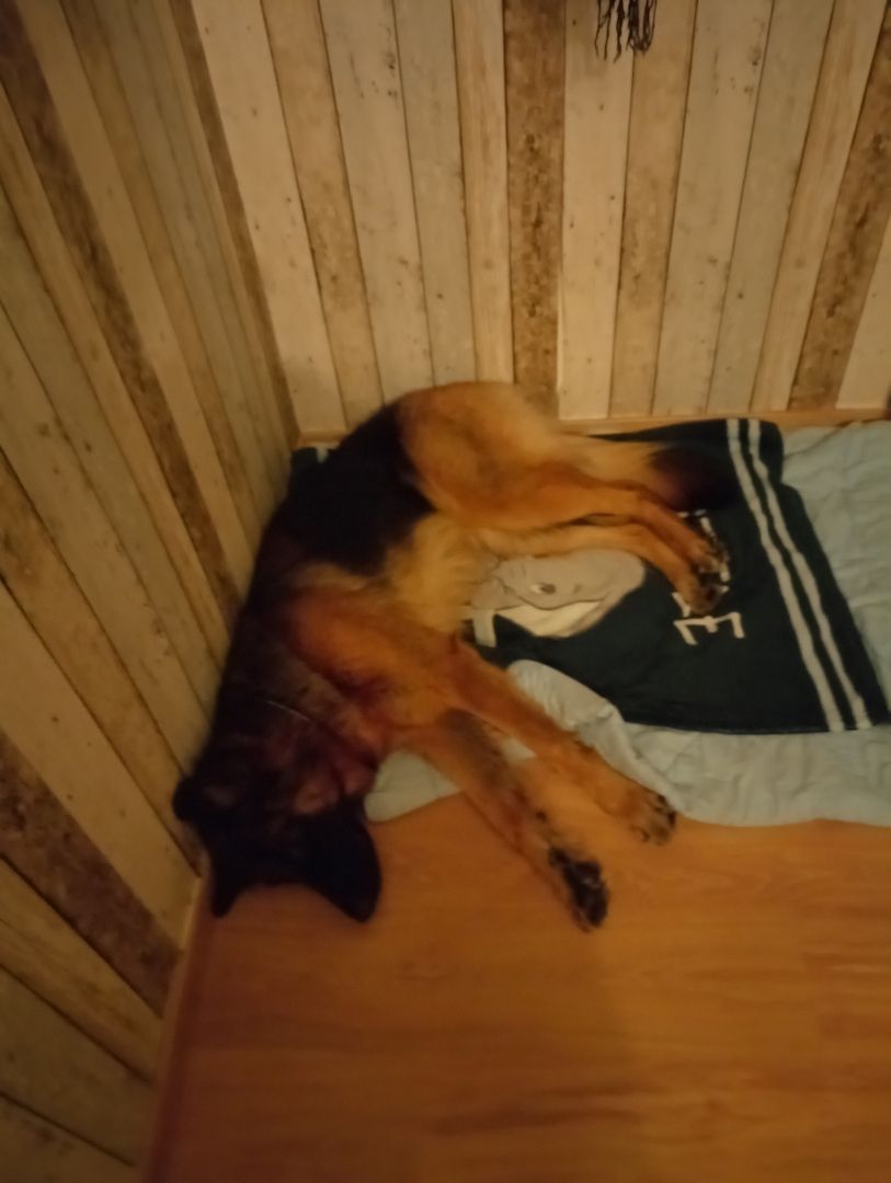 Deutsche Schäferhündin