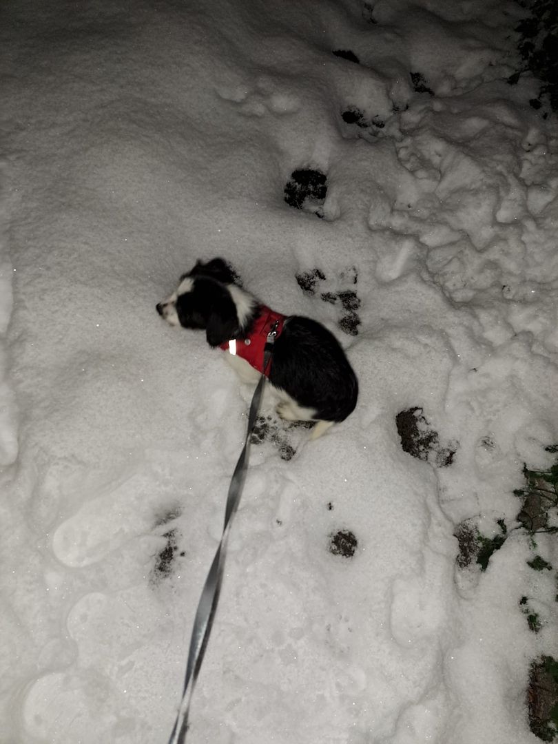 Hallo meine Rüde sucht ein zu Hause