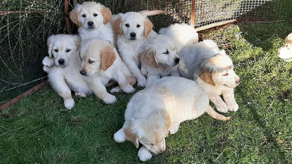 Golden Retriever Welpen noch vor Weihnachten