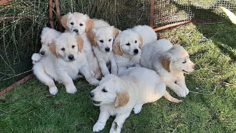 Golden Retriever Welpen noch vor Weihnachten
