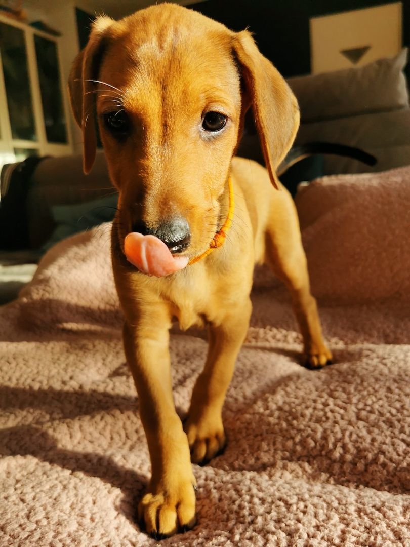 Dobermann Mix Welpen