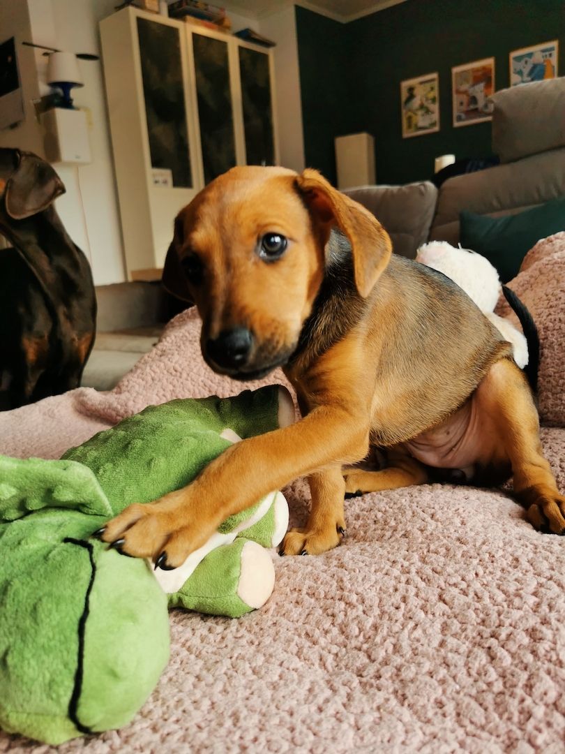 Dobermann Mix Welpen