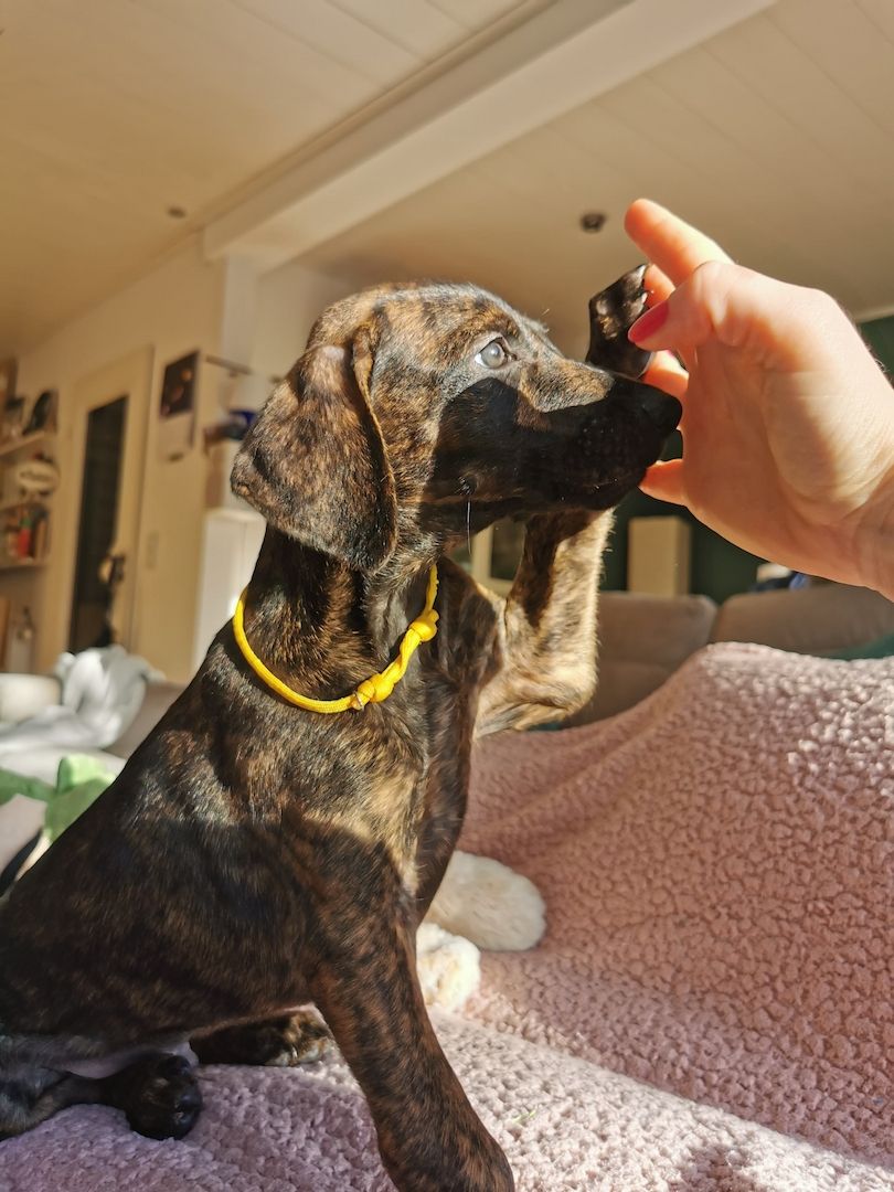 Dobermann Mix Welpen