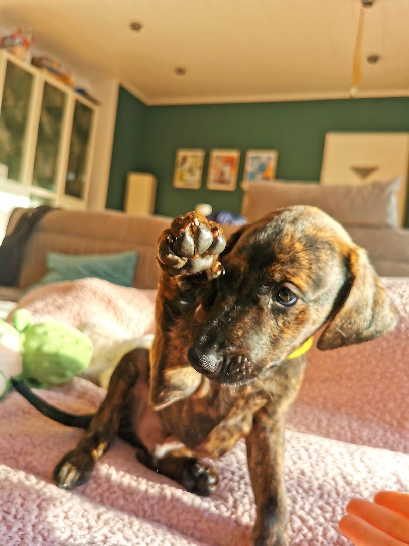 Dobermann Mix Welpen