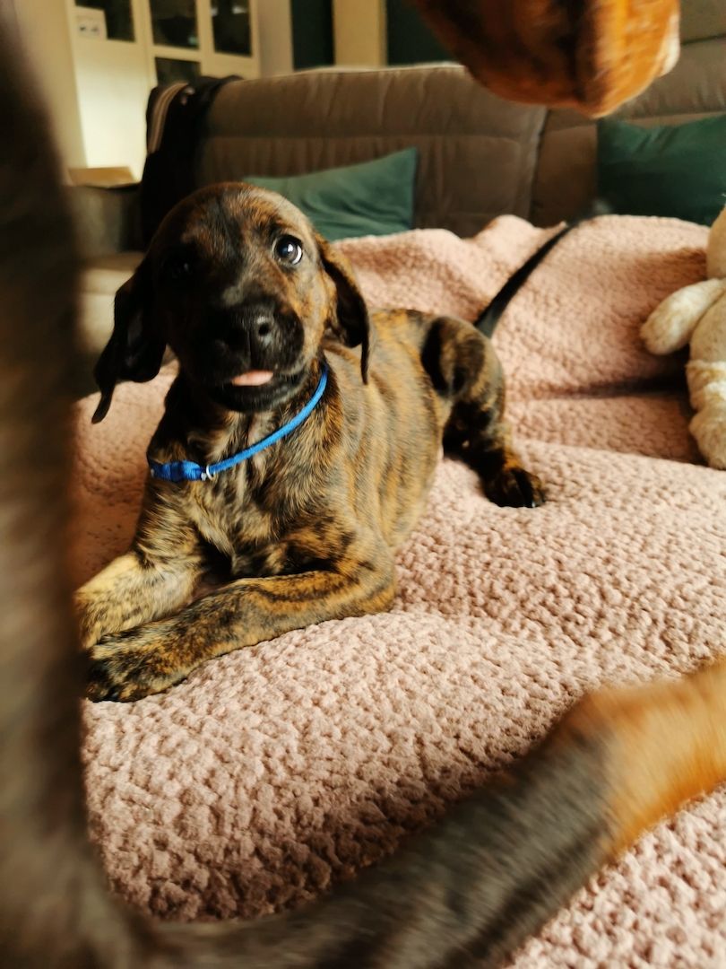 Dobermann Mix Welpen