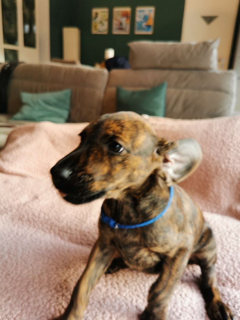 Dobermann Mix Welpen