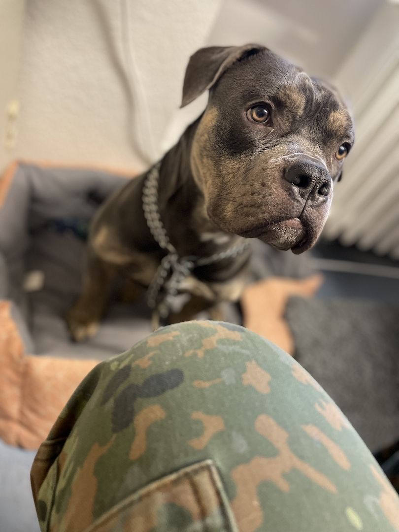 Mischlings rüde Mischlings rüde