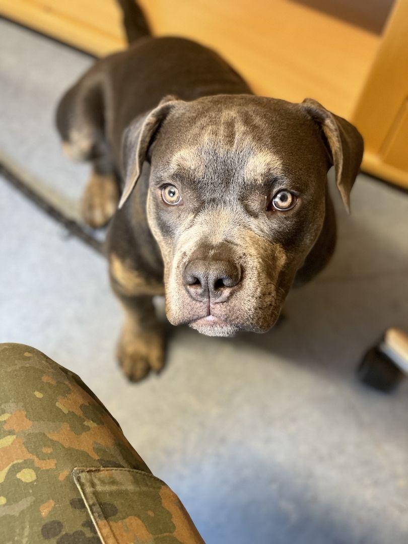 Mischlings rüde Mischlings rüde