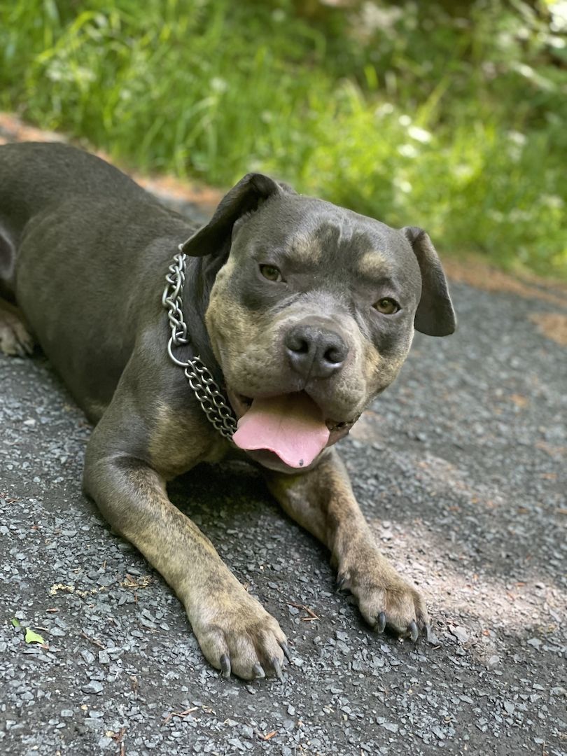 Mischlings rüde Mischlings rüde