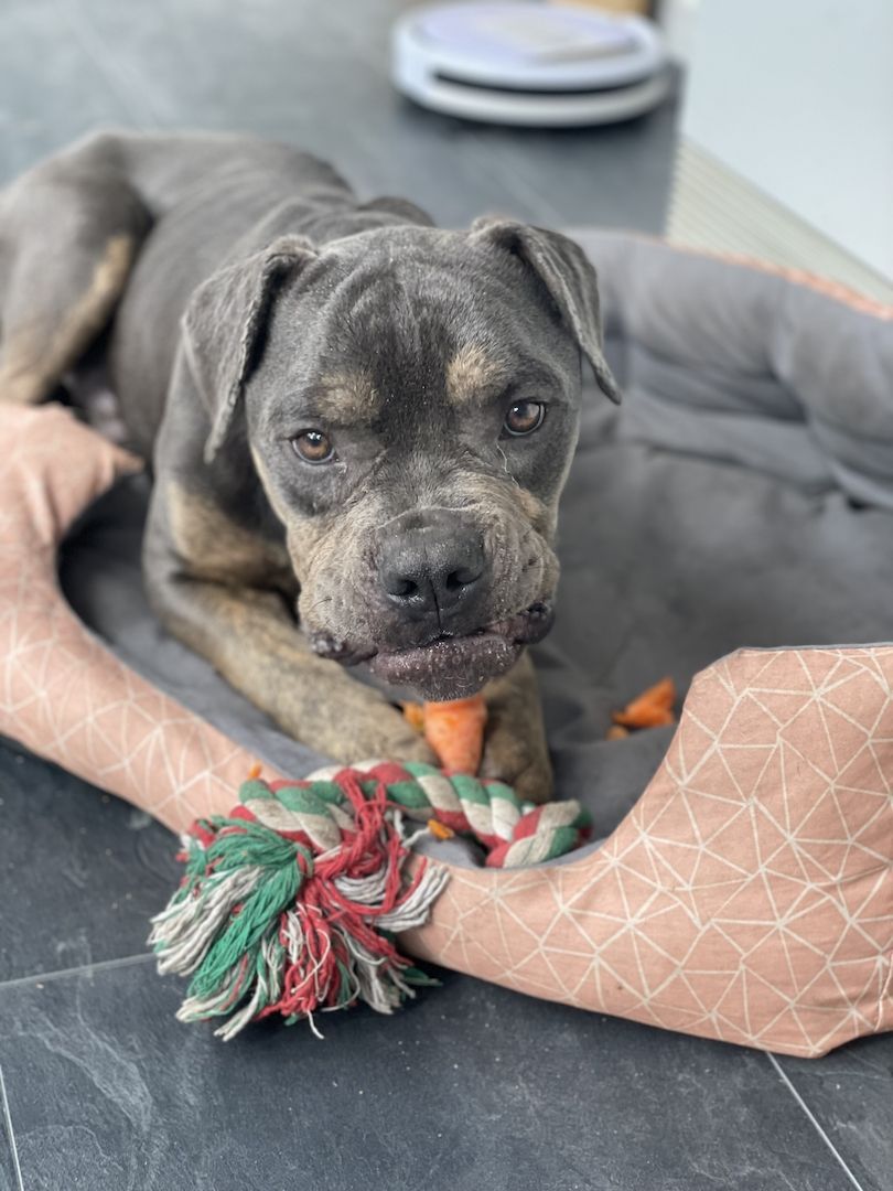 Mischlings rüde Mischlings rüde