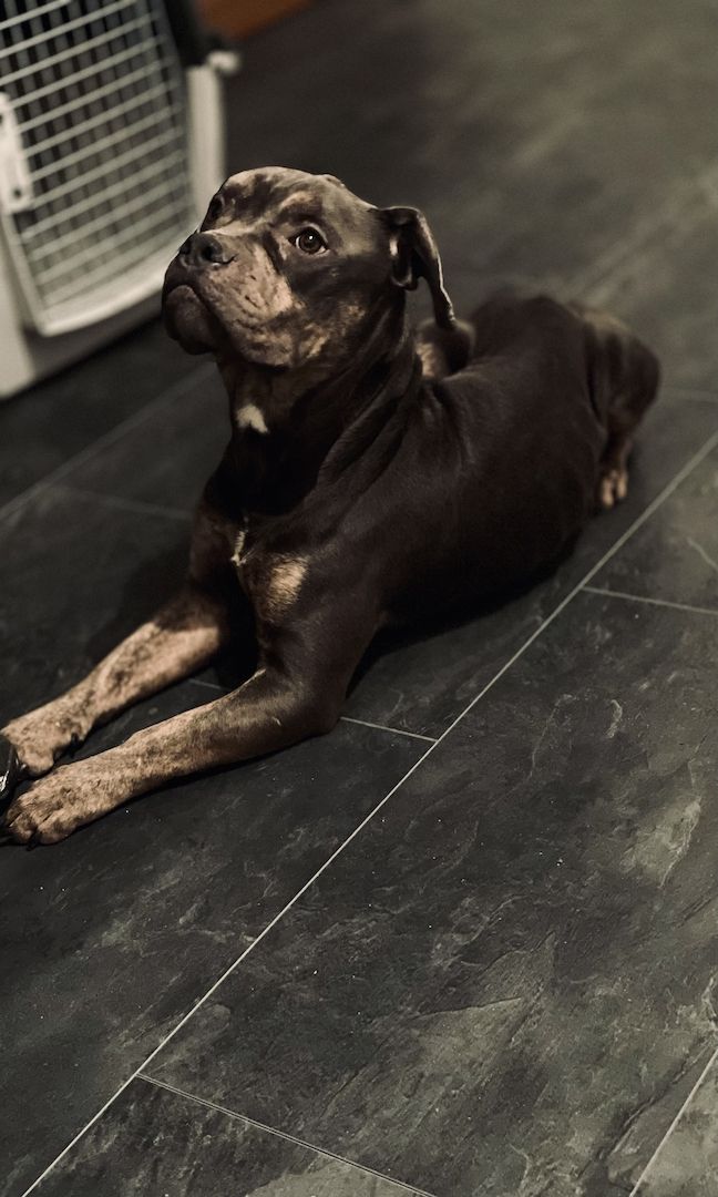 Mischlings rüde Mischlings rüde